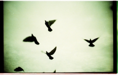 Alfred's Birds