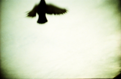 Alfred's Birds