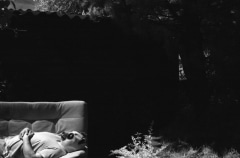 Domestic Panda: Infrared.