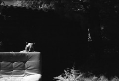 Domestic Panda: Infrared.