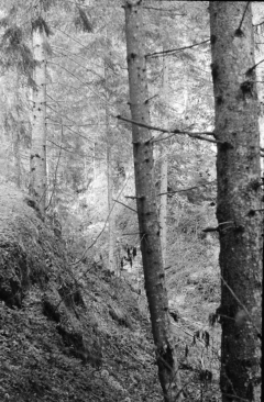 In Hell: The Black Lodge. Camera: Zorki 1. Film: Kodak Tri-X. Twin Peaks Mystery Topic.