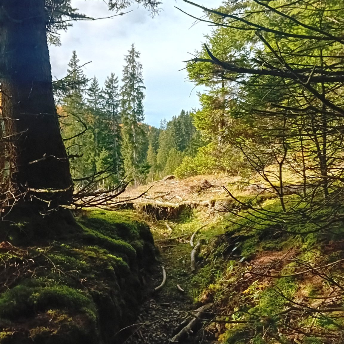 Das steirische Almenland im Südosten Österreichs