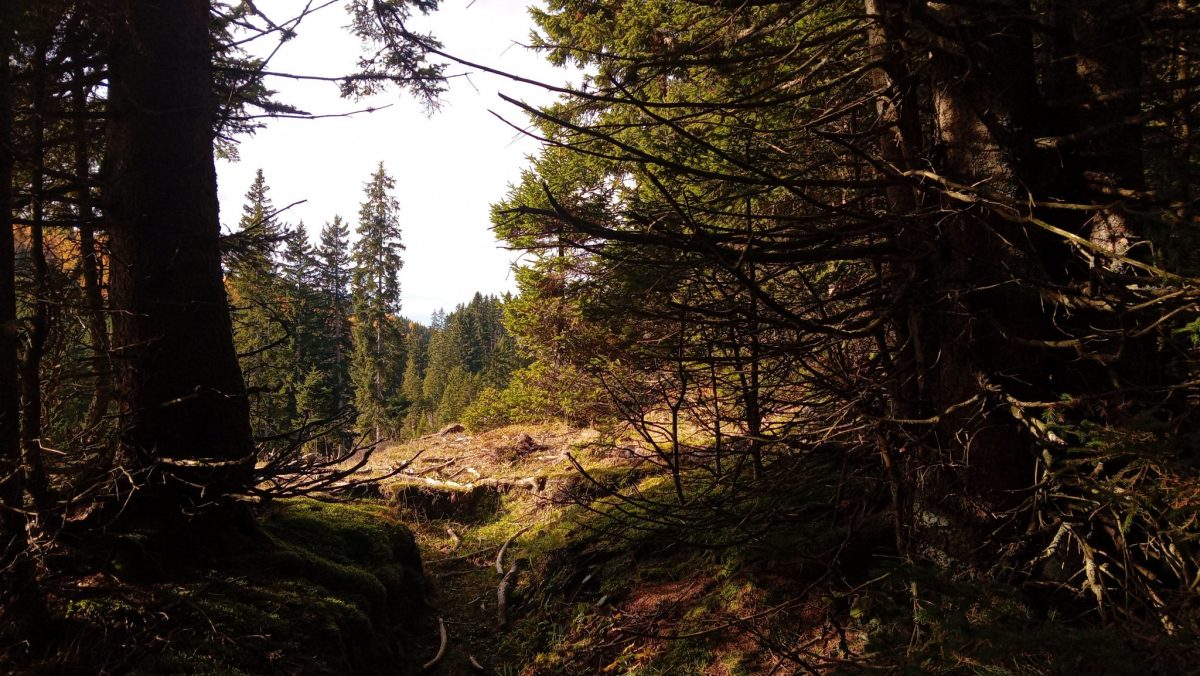 Das steirische Almenland im Südosten Österreichs
